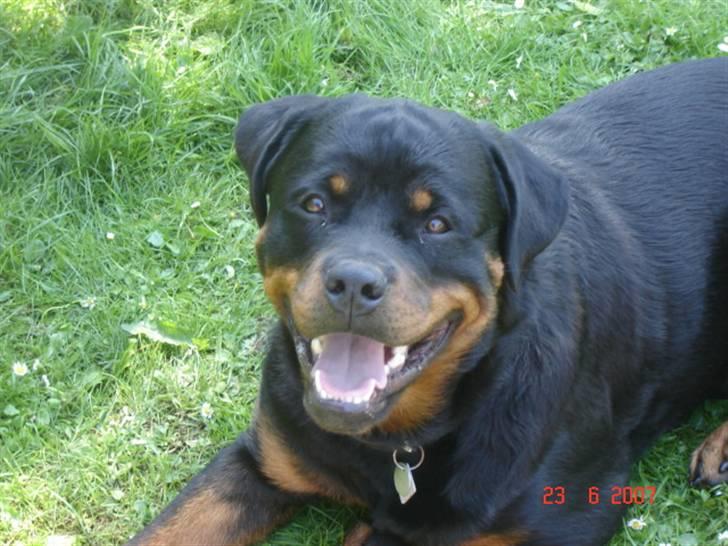Rottweiler Bamse billede 4