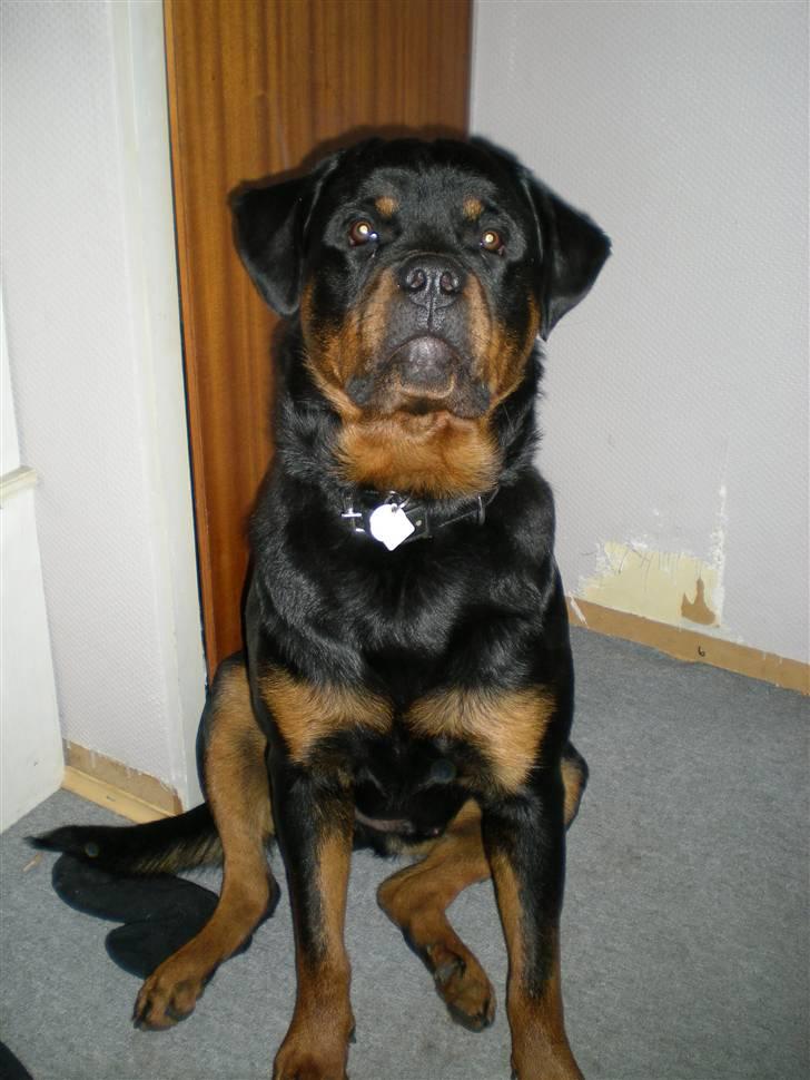 Rottweiler Bamse billede 5