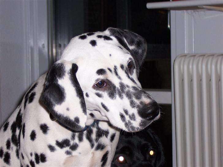 Dalmatiner Gaby - Mandarin hund!! Hun eeeelsker mandariner! billede 13