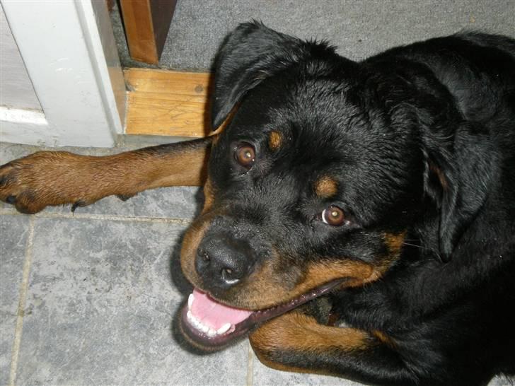 Rottweiler Bamse billede 6