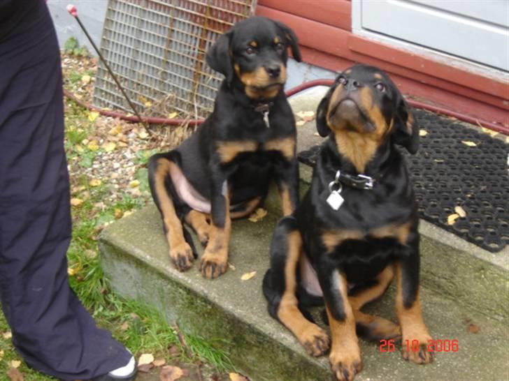 Rottweiler Bamse - Her er jeg så sammen med min bror Walter billede 7
