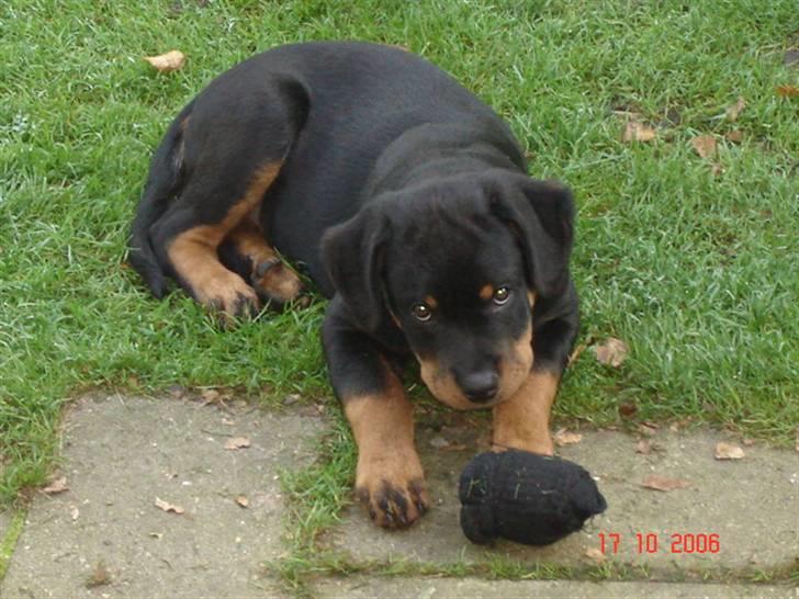 Rottweiler Bamse billede 8