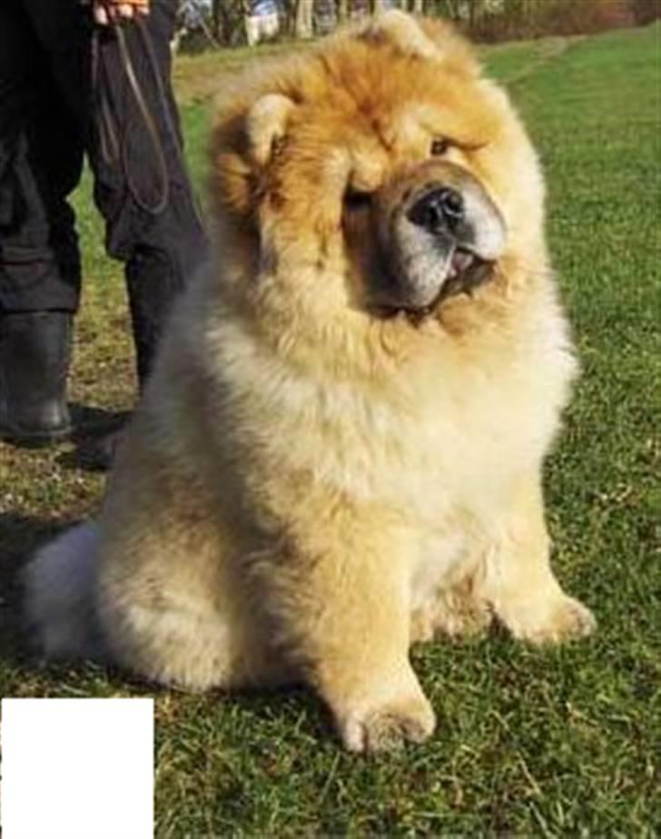 Chow chow Bidachows Kappa billede 9