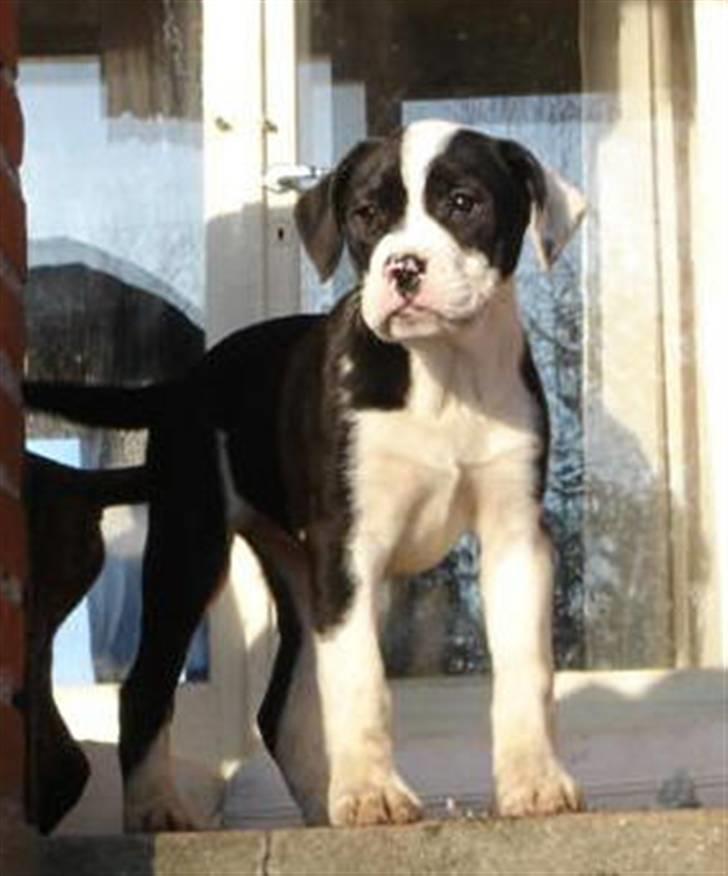 Blanding af racer panda - ja, her er jeg stadig meget ung:) billede 1