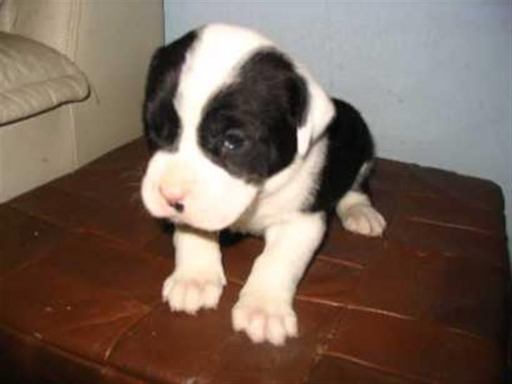 Blanding af racer panda - her er jeg næsten lige blevet født:) billede 2