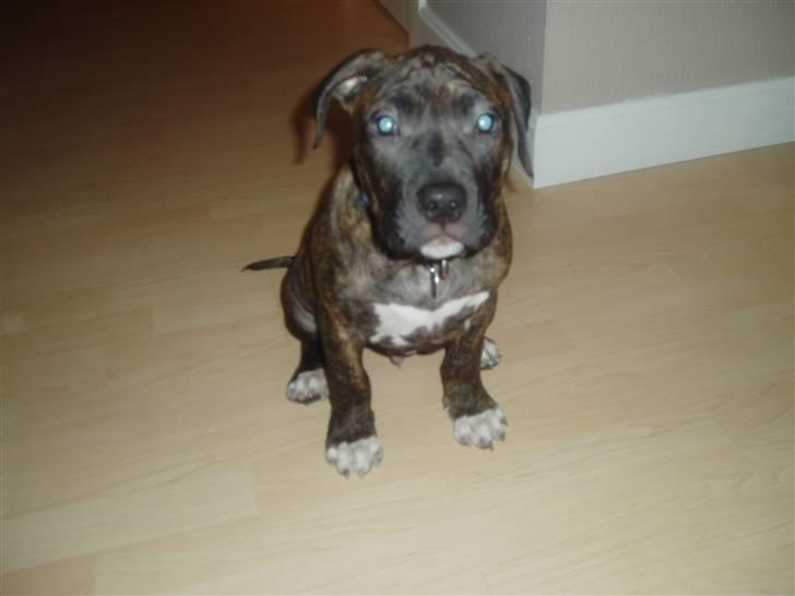 Amerikansk staffordshire terrier Carlos billede 8