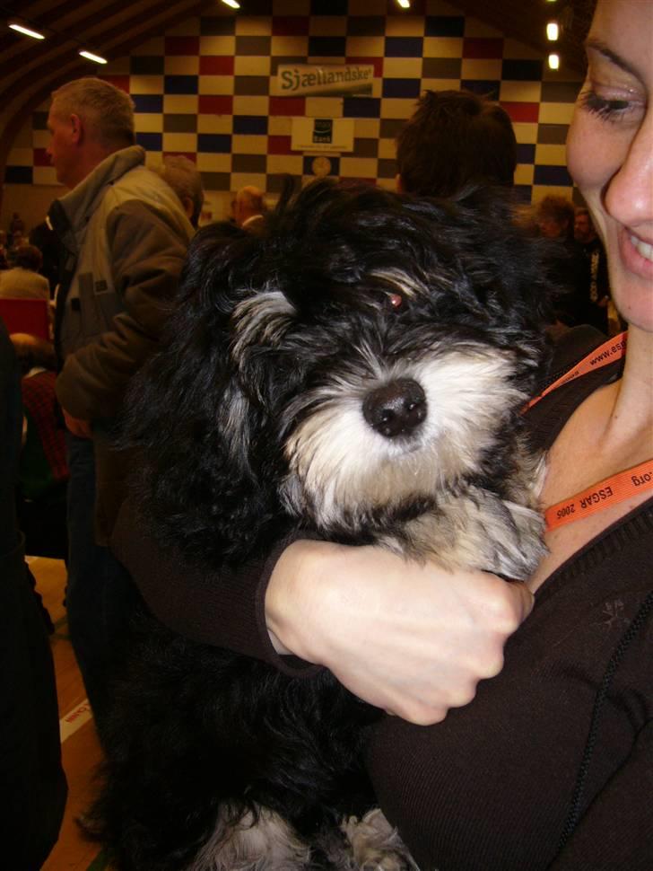 Bichon havanais Kennel Honiahaka's Chogan - 16 Marts -08 Udstilling i Herlufmagle billede 2