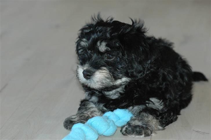 Bichon havanais Kennel Honiahaka's Chogan - Chogan 9 uger billede 4