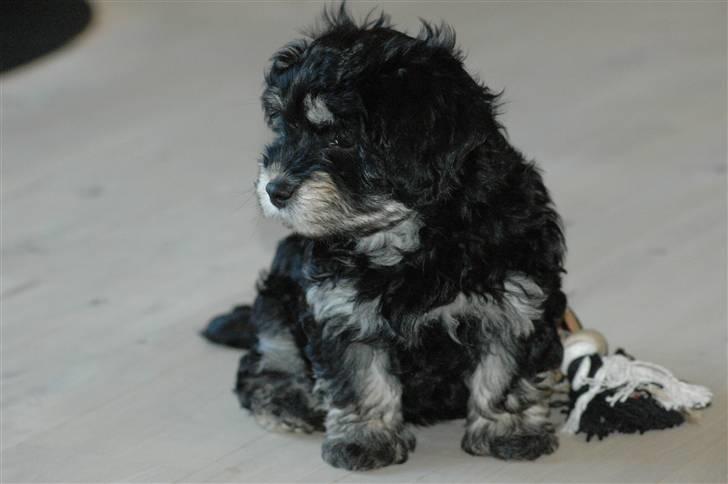 Bichon havanais Kennel Honiahaka's Chogan - ...9 uger.. billede 5