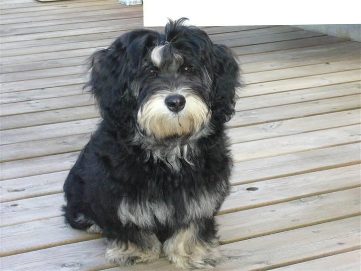 Bichon havanais Kennel Honiahaka's Chogan - 5 mdr.. billede 6