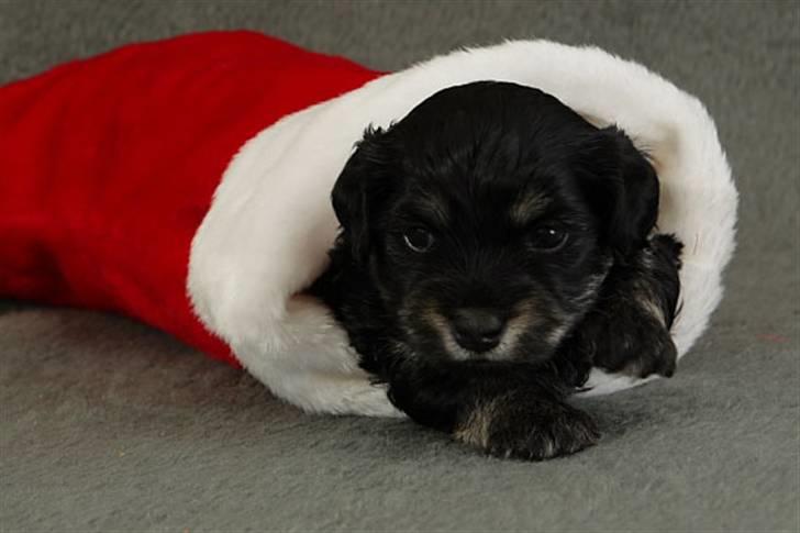 Bichon havanais Kennel Honiahaka's Chogan - Billedet er fra Kennel Honiahaka Chogan ca. 1 mdr. billede 7