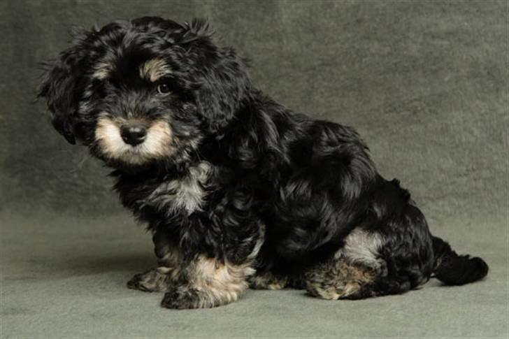 Bichon havanais Kennel Honiahaka's Chogan - Chogan 8 uger Billedet er fra Kennel Honiahaka billede 8