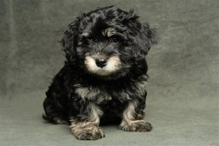 Bichon havanais Kennel Honiahaka's Chogan - Chogan 8 uger Billedet er fra Kennel Honiahaka billede 9