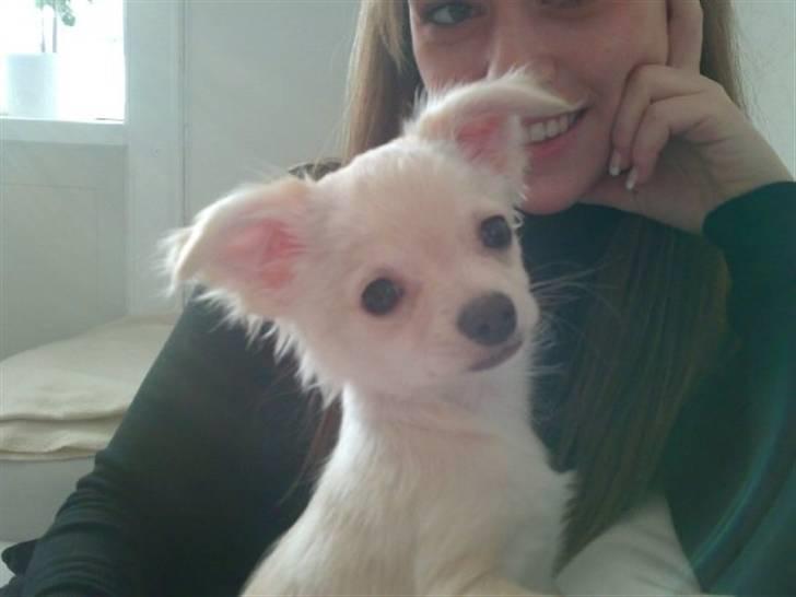 Chihuahua Mojo billede 7