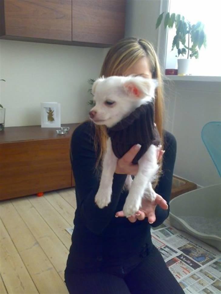 Chihuahua Mojo billede 8