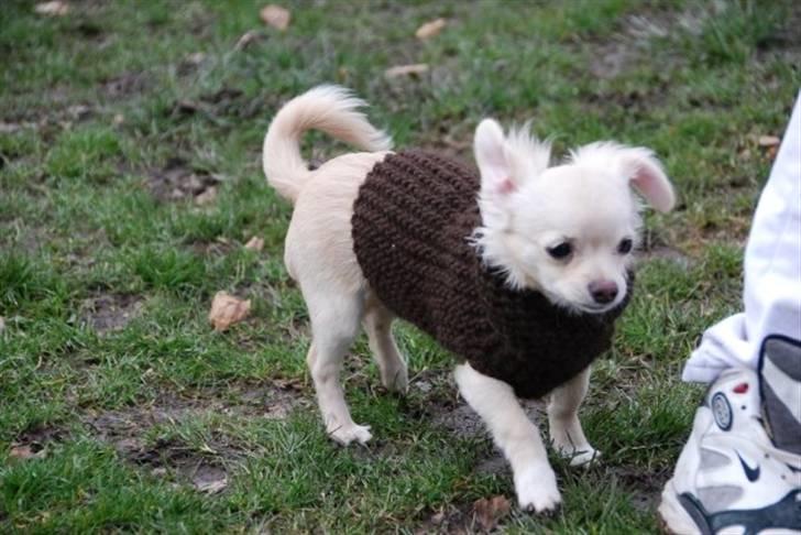 Chihuahua Mojo billede 9