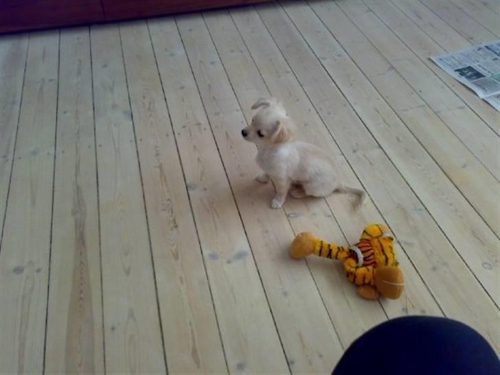 Chihuahua Mojo billede 10