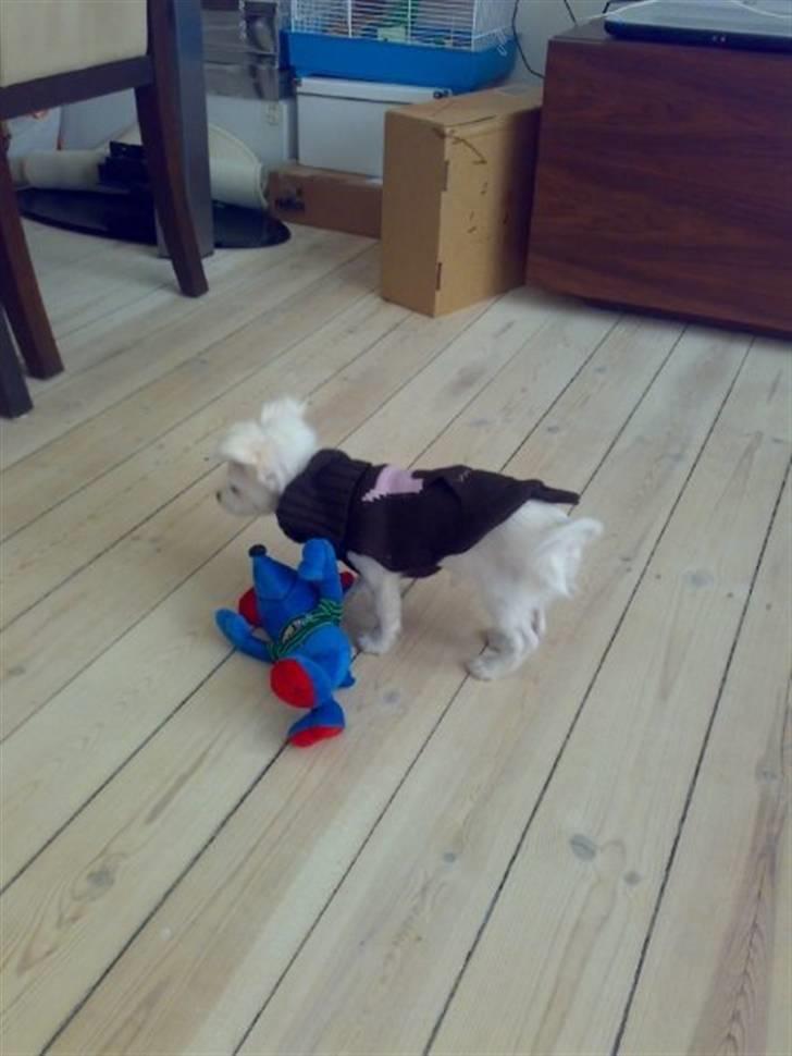 Chihuahua Pinky billede 11