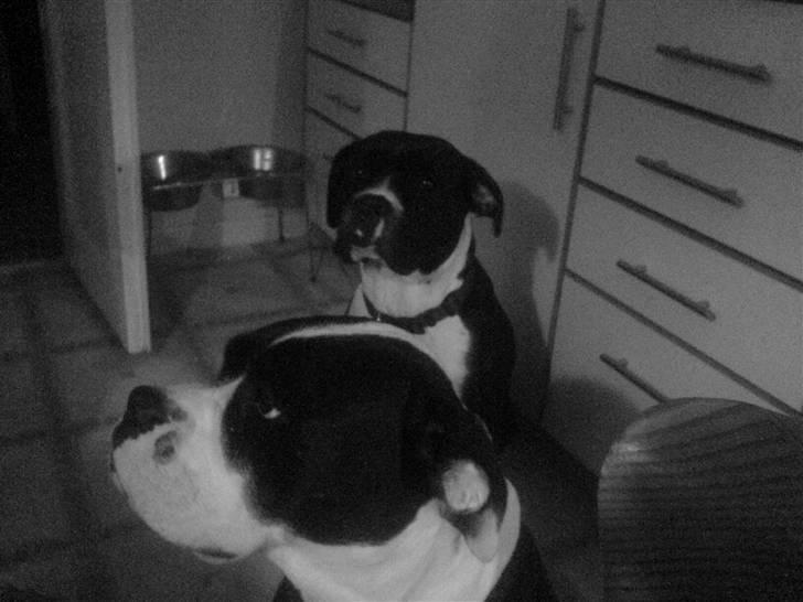 Blanding af racer panda - det er mig og min søs. mig forrest. billede 3