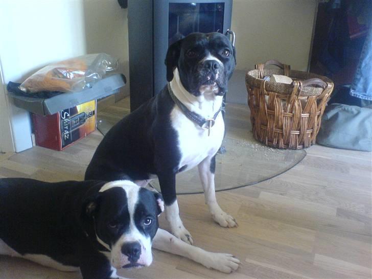 Blanding af racer panda - mig og søs igen. jeg må aldrig være alene... billede 4