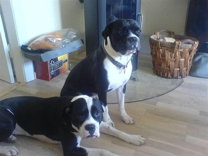 Blanding af racer panda - samme dag, samme situation. hun skal altid være med... det er mig forrest. billede 5