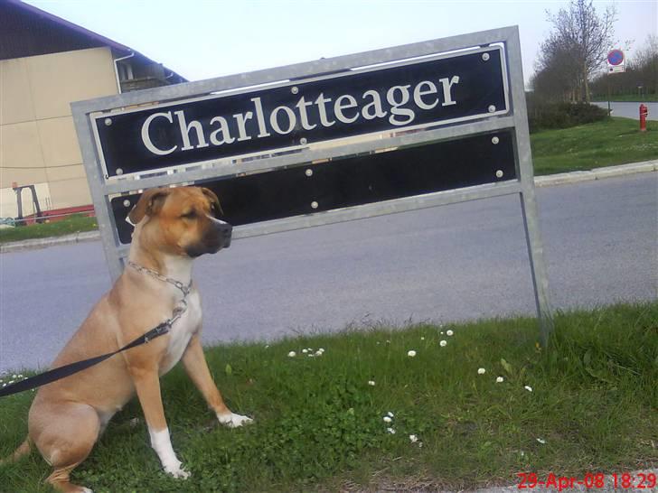 Blanding af racer ciska.  -  .ciska af charlotteager. (:  billede 13