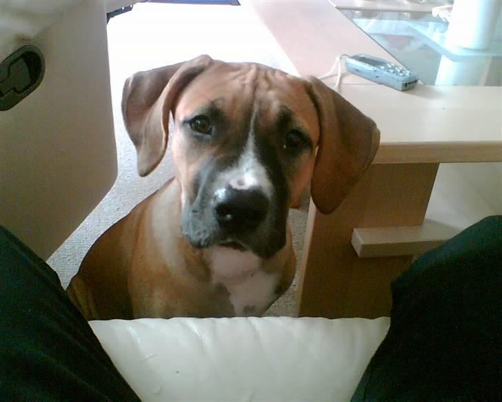 Blanding af racer ciska.  -  .ciska som hvalp billede 14