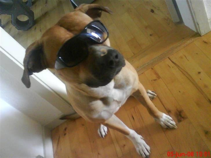 Blanding af racer ciska.  -  .shes name is ciska? ciskekebab :D  billede 15