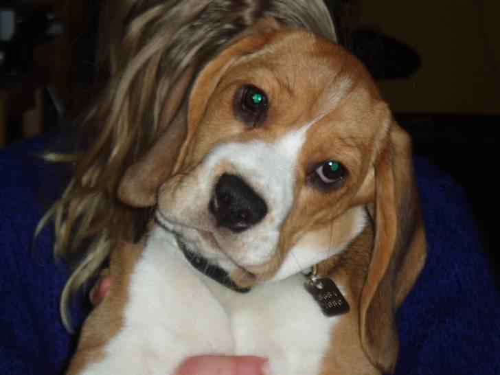 Beagle Love is like oxygen billede 8