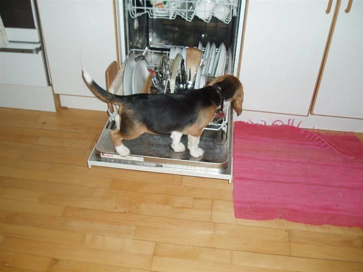 Beagle Love is like oxygen billede 9