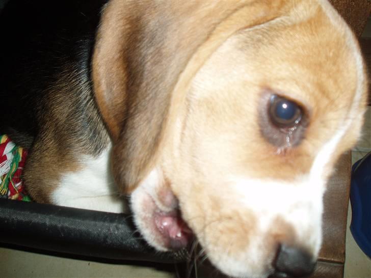 Beagle Love is like oxygen billede 10