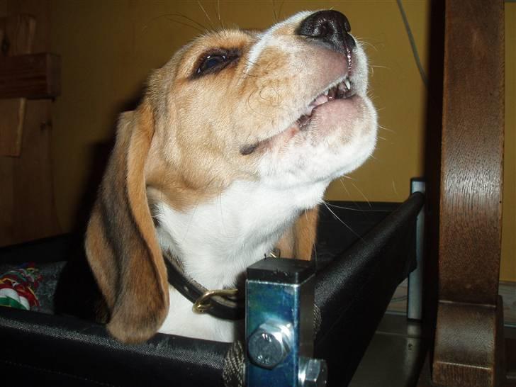 Beagle Love is like oxygen billede 11
