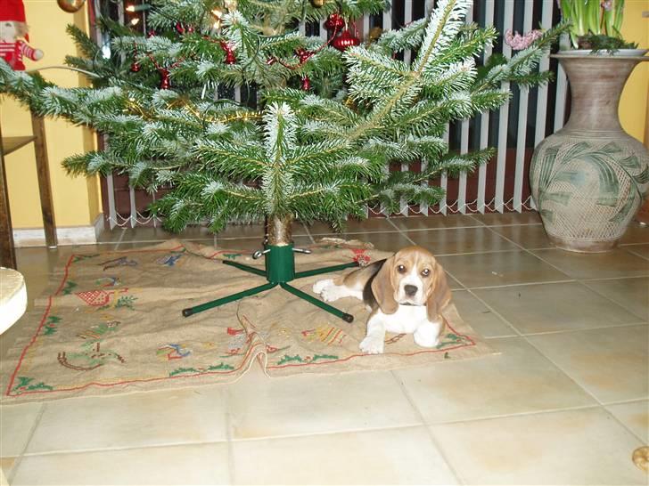 Beagle Love is like oxygen billede 12