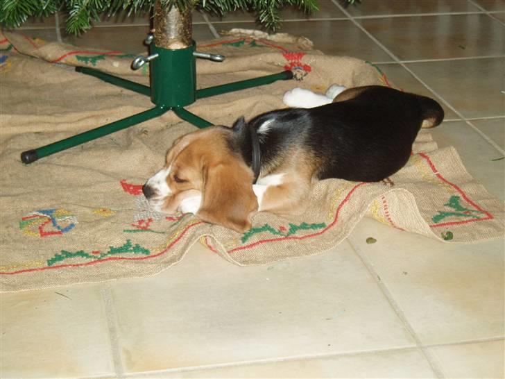 Beagle Love is like oxygen billede 13