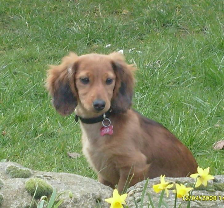 Dværggravhund Lucia *Min mors*RIP billede 13