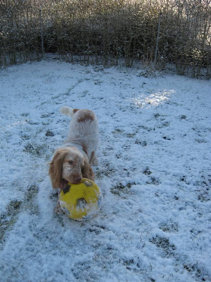 Cocker spaniel Freja r.i.p 20.1.19 - Se så om du kan tage bolden fra mig...jeg er hurtig;-) billede 10