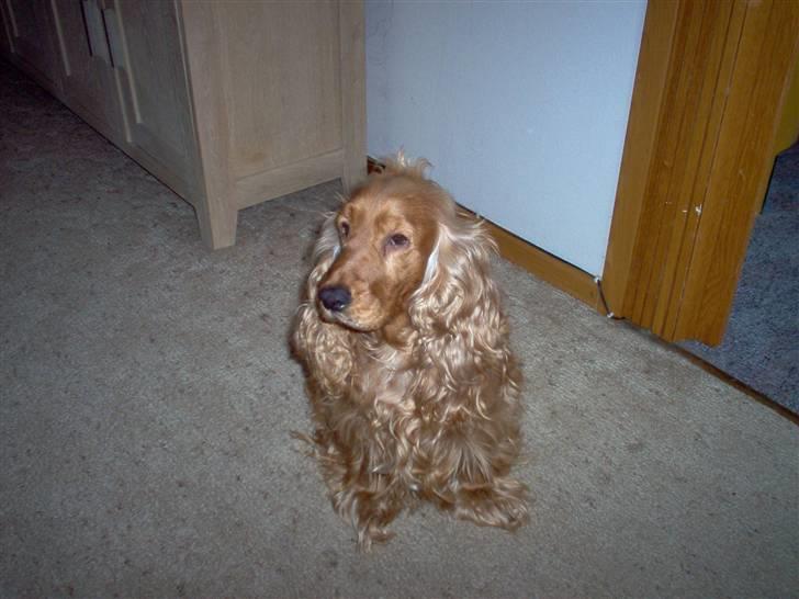 Cocker spaniel bella R.I.P - har du en god bid til mig. billede 1