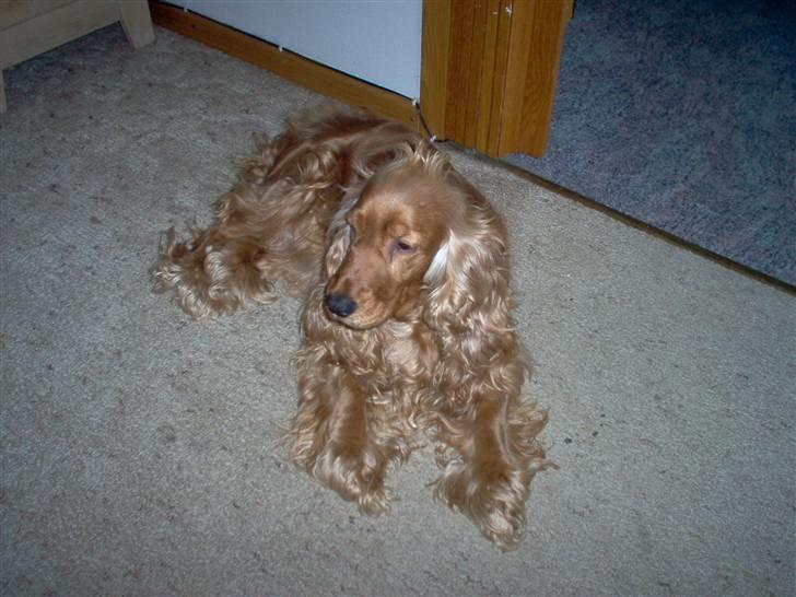 Cocker spaniel bella R.I.P - hmm du hade ingen billede 2