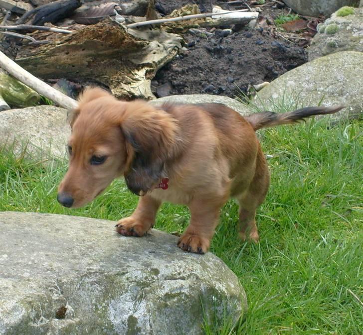 Dværggravhund Lucia *Min mors*RIP billede 14