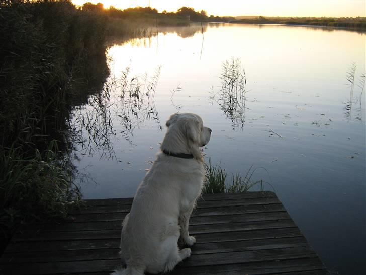 Golden retriever McCartney - McCartney sidder om morgenen nede ved gudenåen. billede 17