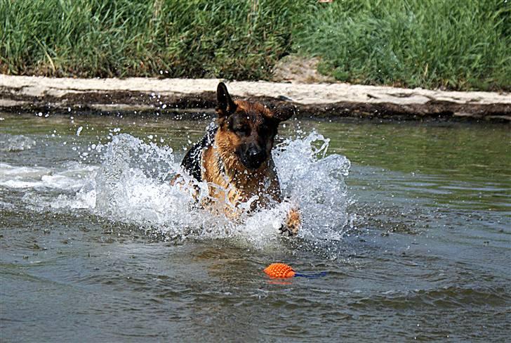 Schæferhund Kenzo - Kenzo i vandet ude i Hesteskoen d. 5/7 2008 billede 12