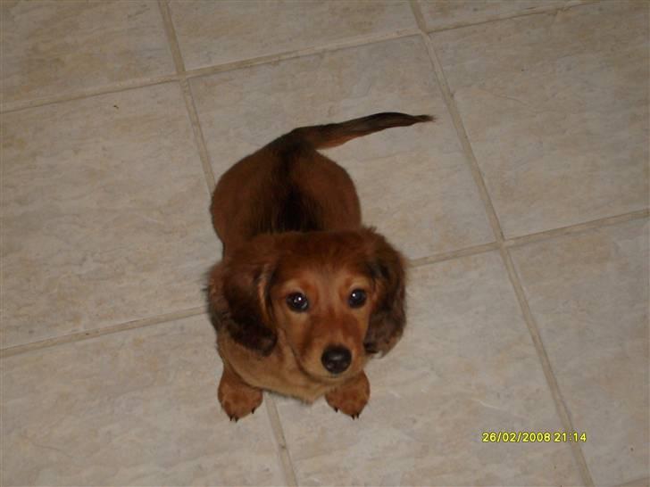 Dværggravhund Lucia *Min mors*RIP billede 16