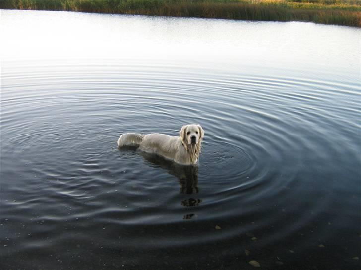 Golden retriever McCartney - en tur i gudenåen er det bedste der findes billede 19