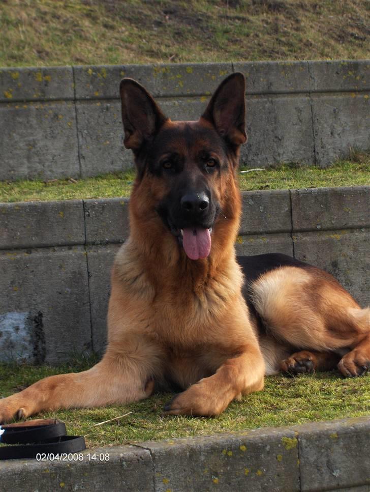 Schæferhund Kenzo - Kenzo over i Bundgårdsparken :) billede 13