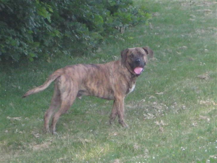 Blanding af racer Chang R.I.P. billede 1