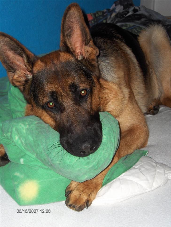 Schæferhund Kenzo - Kenzo tager lige en lille lur inde i min seng hehe :D billede 14