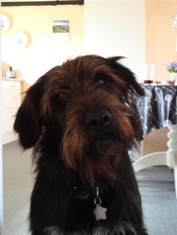 Blanding af racer Jack - hvad er det du har? billede 11