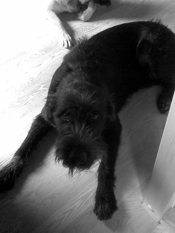 Blanding af racer Jack - mig som næsten 1 år billede 12