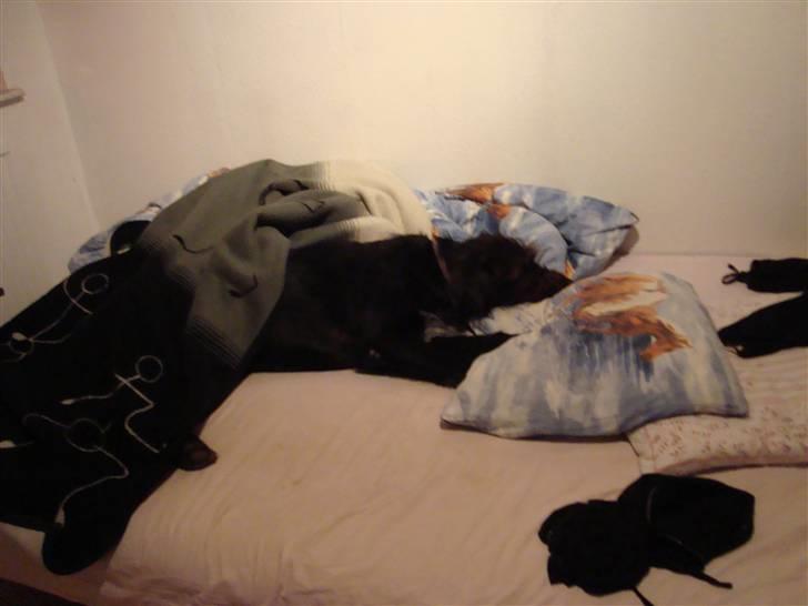 Blanding af racer Jack - nupper lige en lur i Sassia´s seng  billede 13