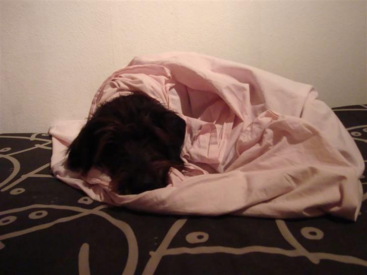 Blanding af racer Jack - gad ikke lige flytte mig da hun skulle støvsuge sengen billede 14